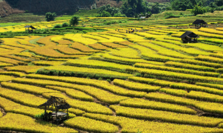 Rice Terrace Thailand Shutterstock 1044832900